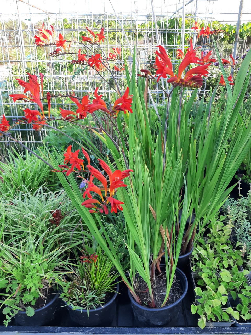 Bloeiende vaste planten