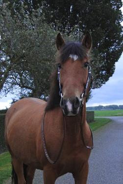 Knappe pony te koop.