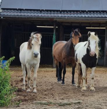 Pony stalling aan huis