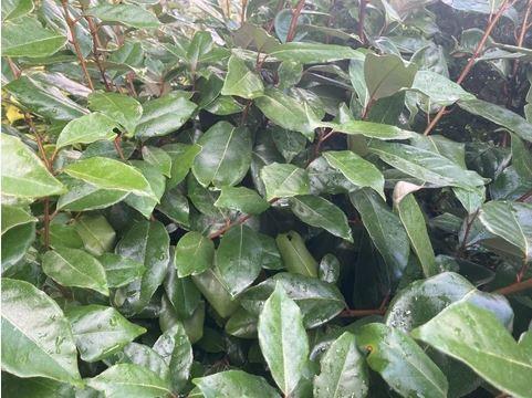Olijfwilg potgekweekte haagplanten ca. 80 cm hoog