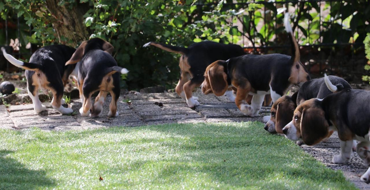 Beagle pups