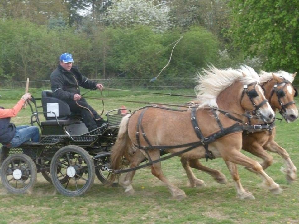 Kruising haflinger x freiberger 21/8/2024 merrie