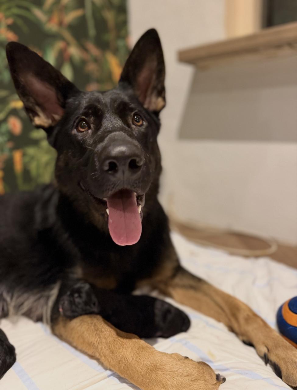 Duitse herder - Labrador pups