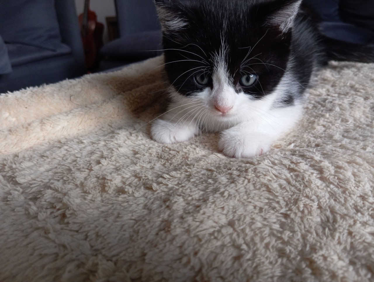 Kittens