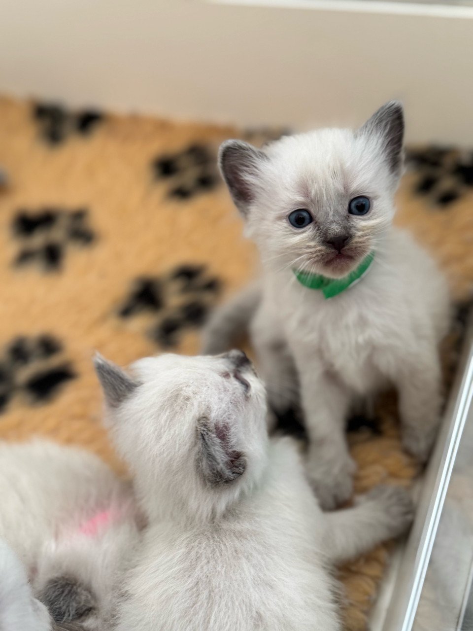 Ragdoll kittens bleupoint poesjes en katertjes