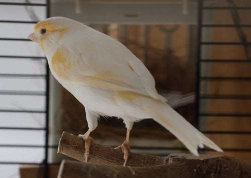 Mozaïek Kanarie GERESERVEERD