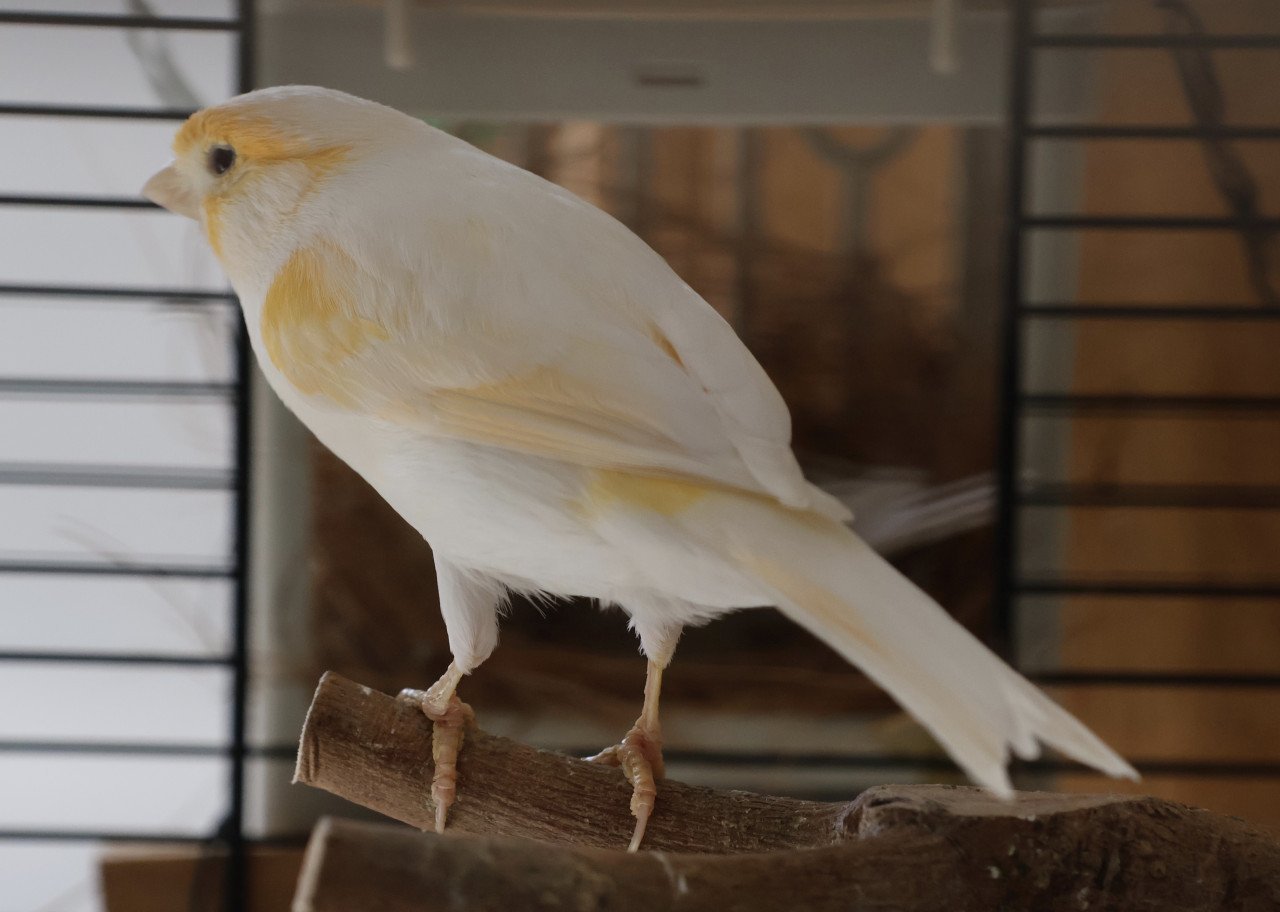 Mozaïek Kanarie GERESERVEERD