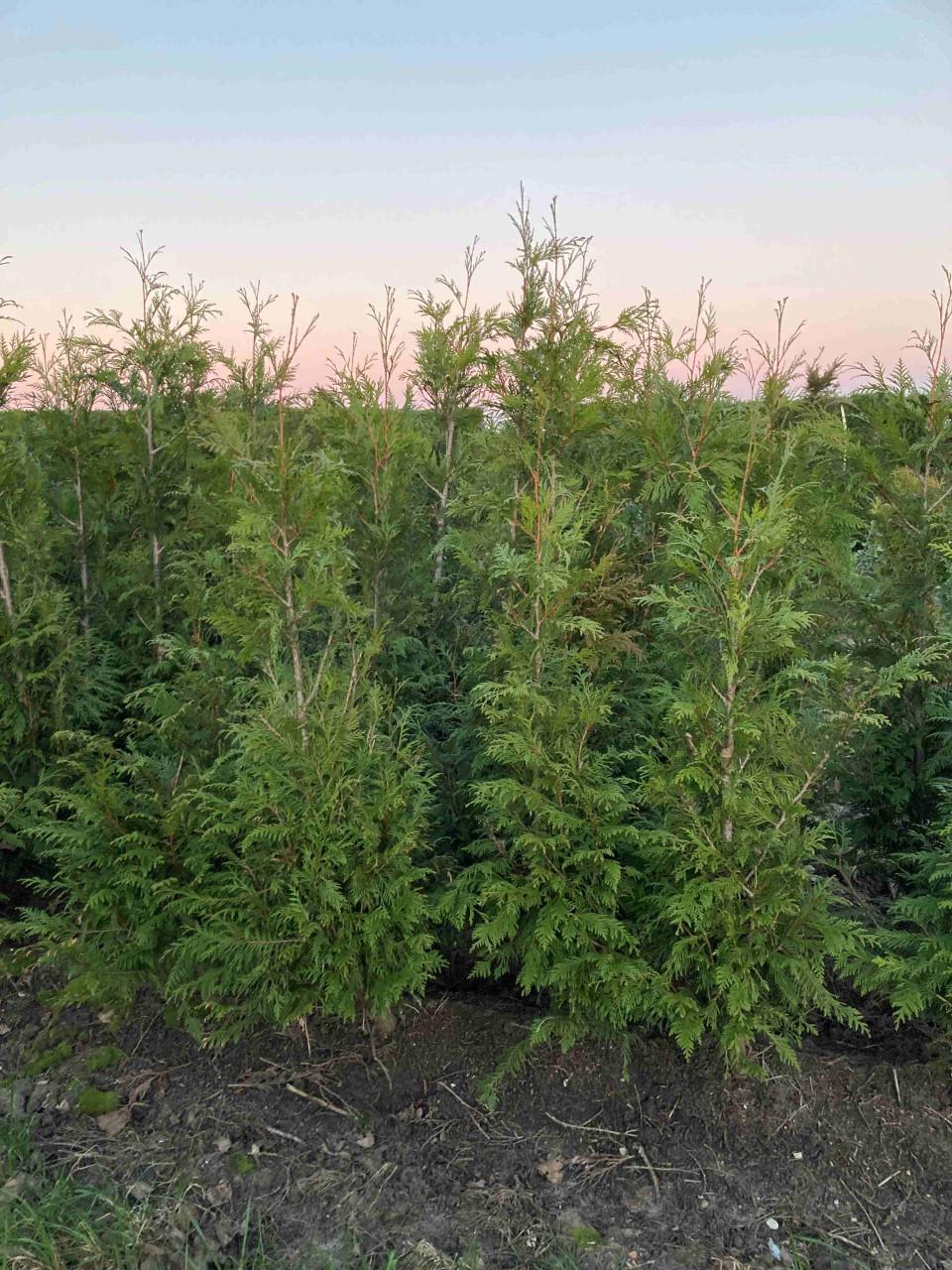 Thuja haag coniferen