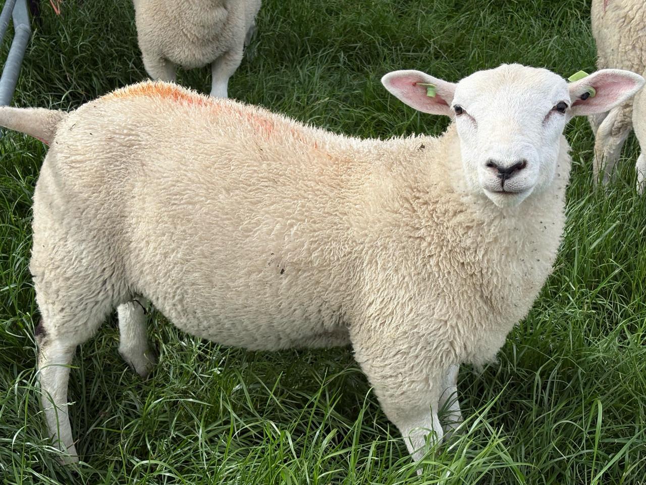 Zwoeger- scrapie vrije stamboek swifter rammen