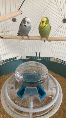 Gereserveerd; Twee grasparkieten te koop