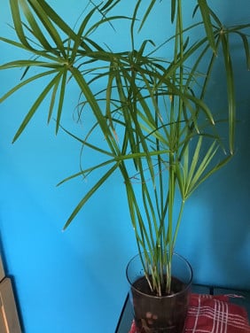 Kamerplant