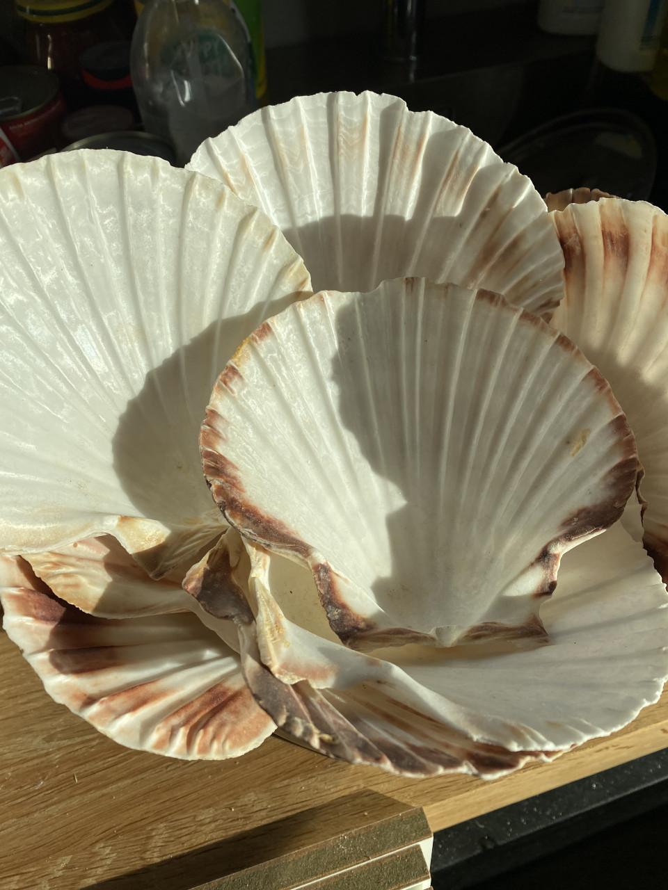 Voor bij uw kerst of nieuwjaarsdiner: voorgerecht st.Jabobs-schelpen