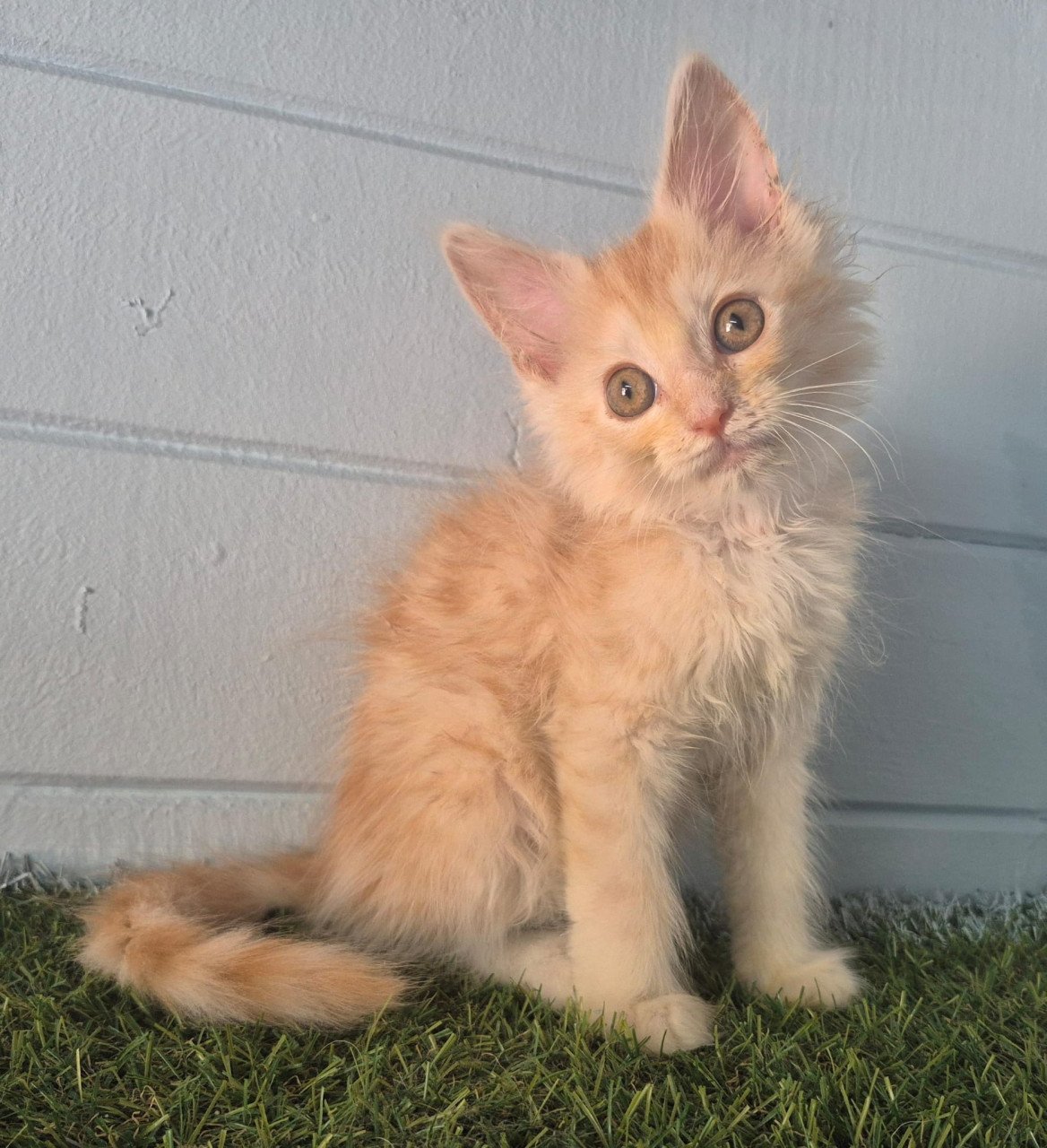 3 rode maine coon katertjes
