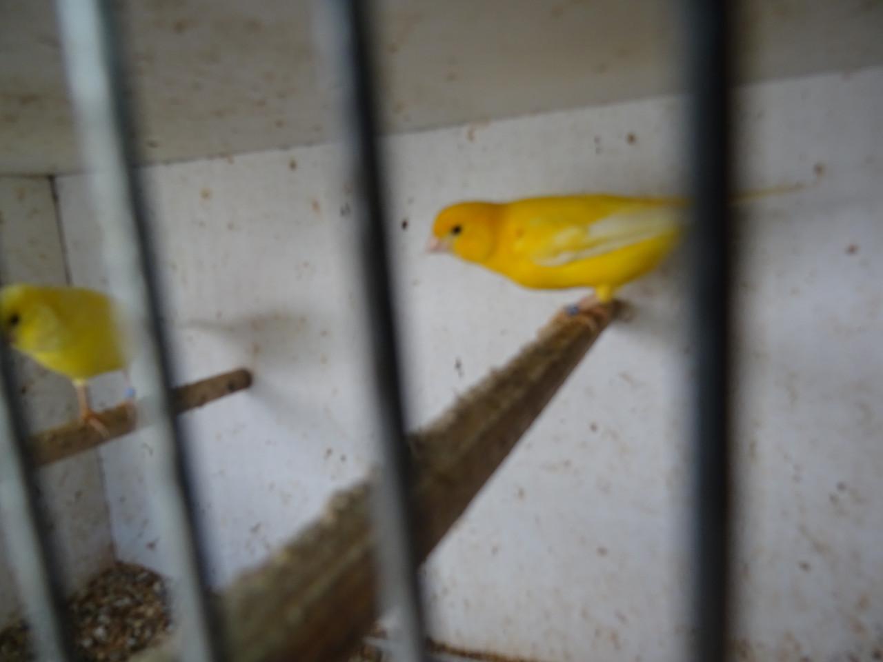 Te koop enkele man kanaries  verschillende kleuren