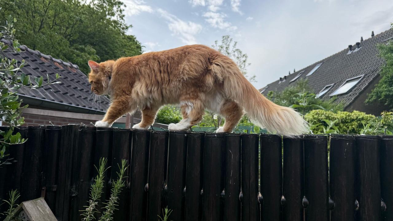 ‼️BELONING €250‼️ KATER VERMIST!