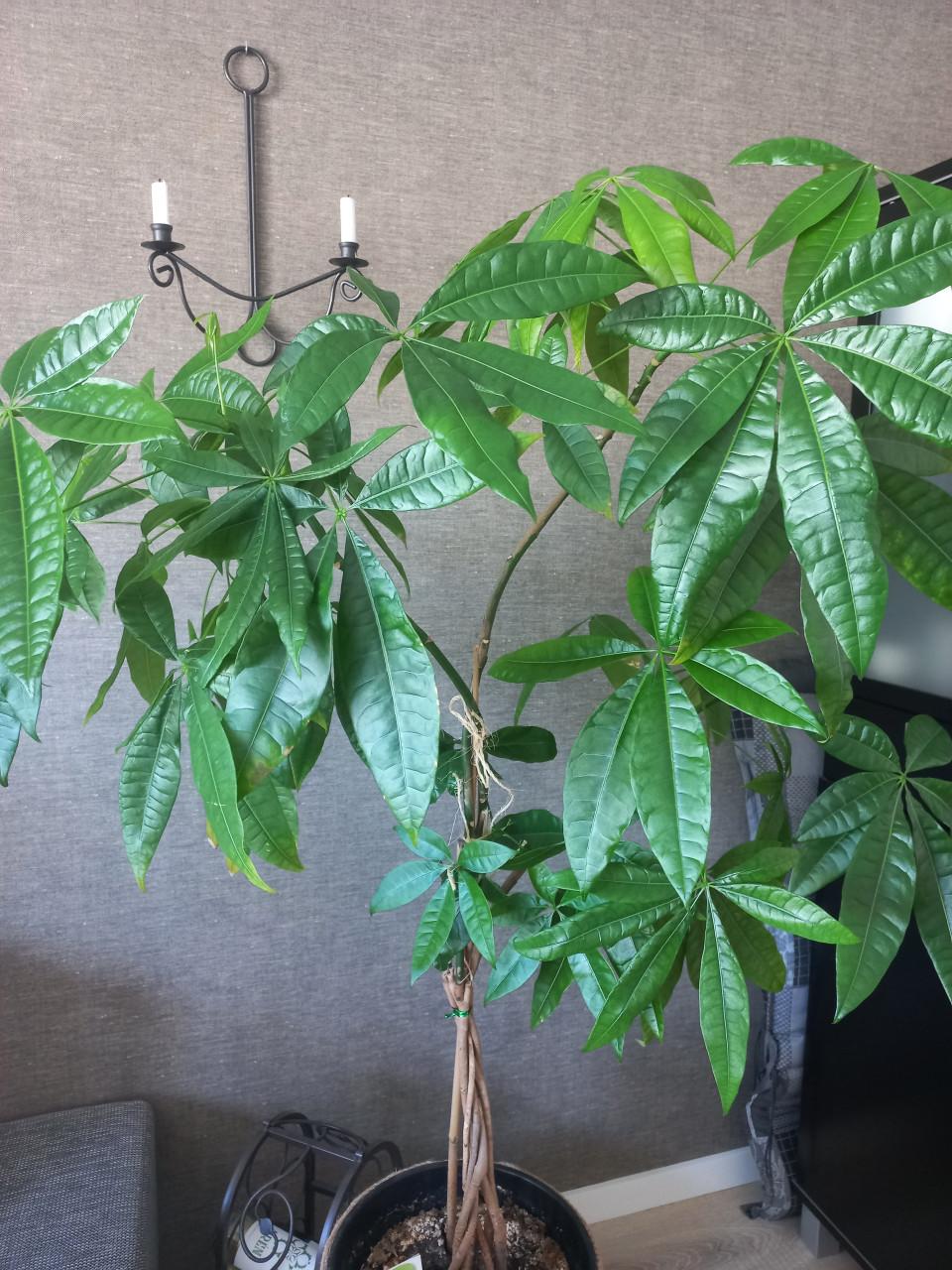 Kamerplant Pachira