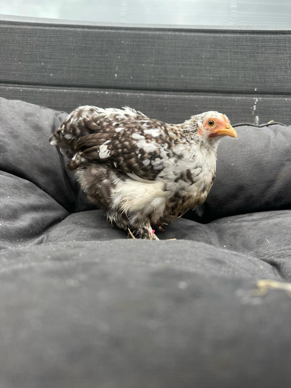 Meerdere cochin kriel hennetjes beschikbaar