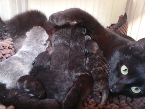 Kortharige kittens van lieve boerderij kat (brits korthaar X straatkat)