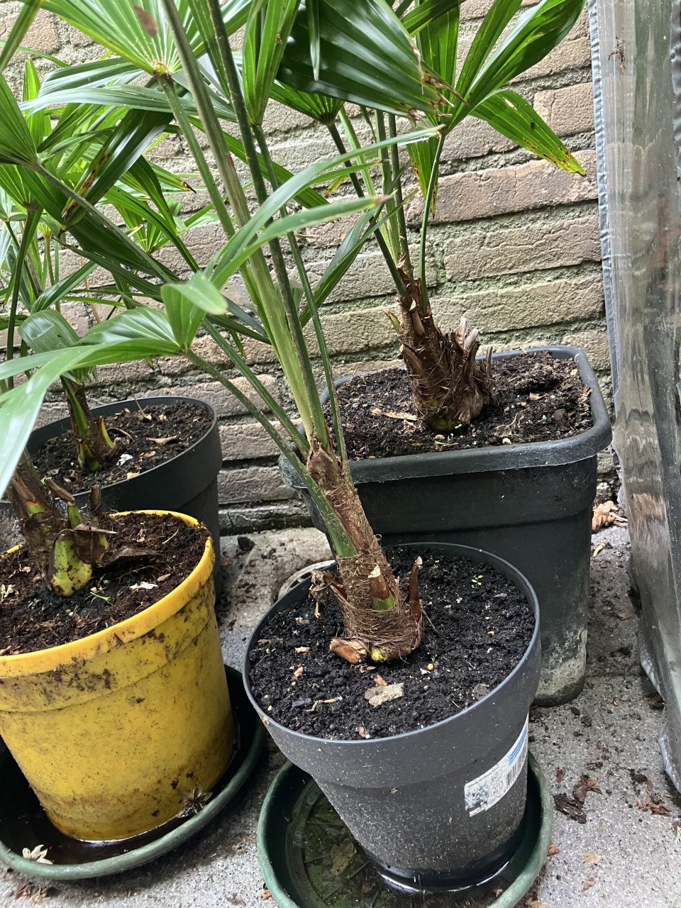 Winterhard palm, trachycarpus fortunei en vijgenboom
