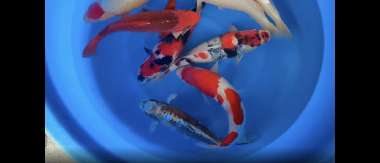 Koi nisai maruhiro mix