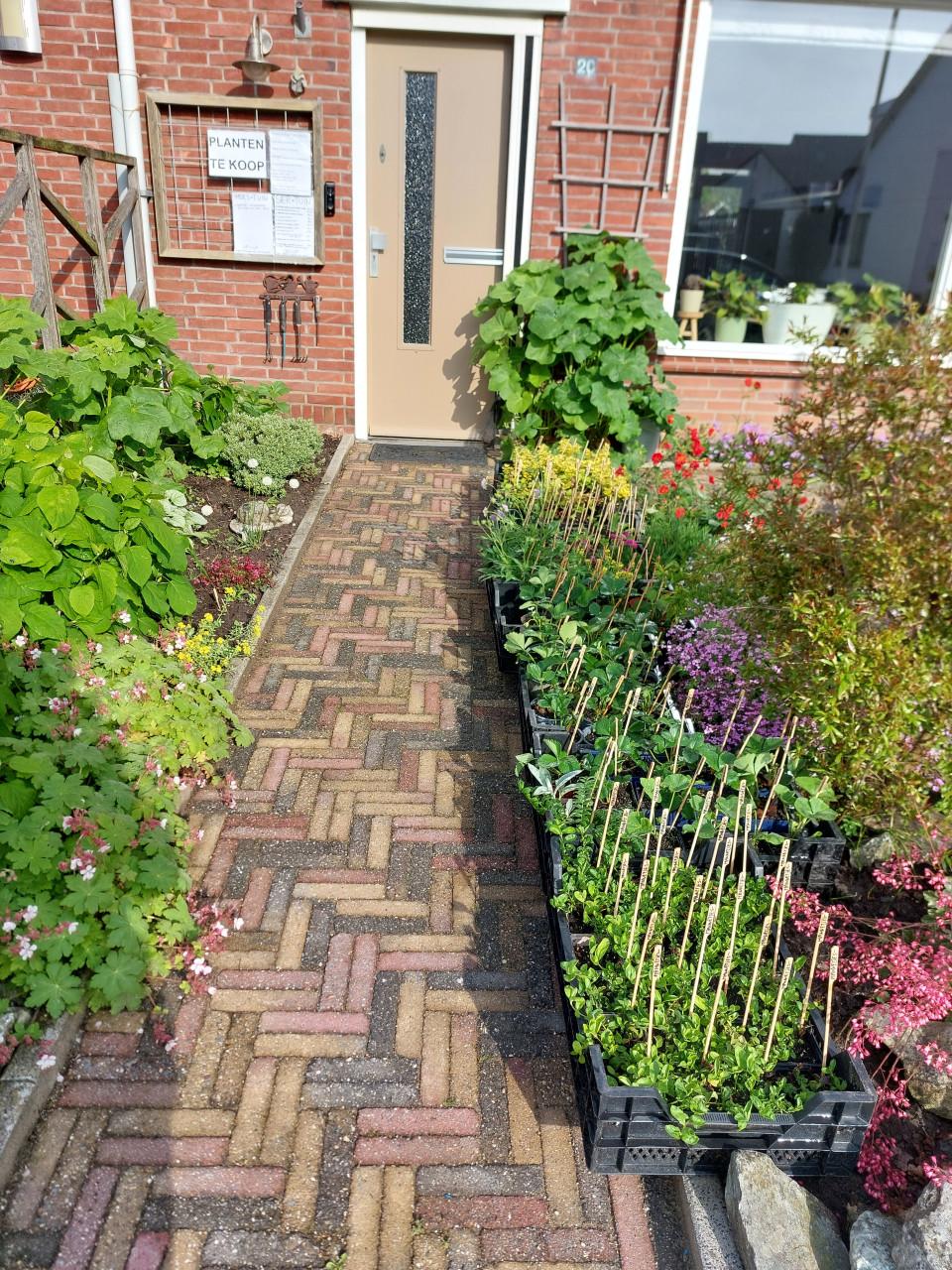 EEN NIEUW SEIZOEN: SIERTUIN en MOESTUIN PLANTEN  BIJ DE VOORDEUR