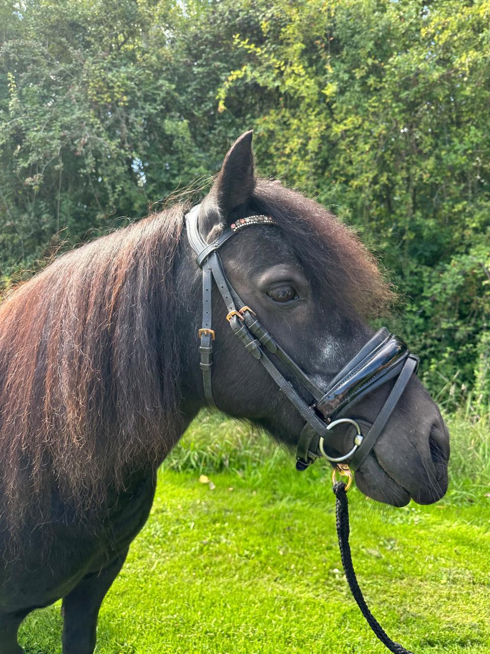 Super lieve shetlander merrie