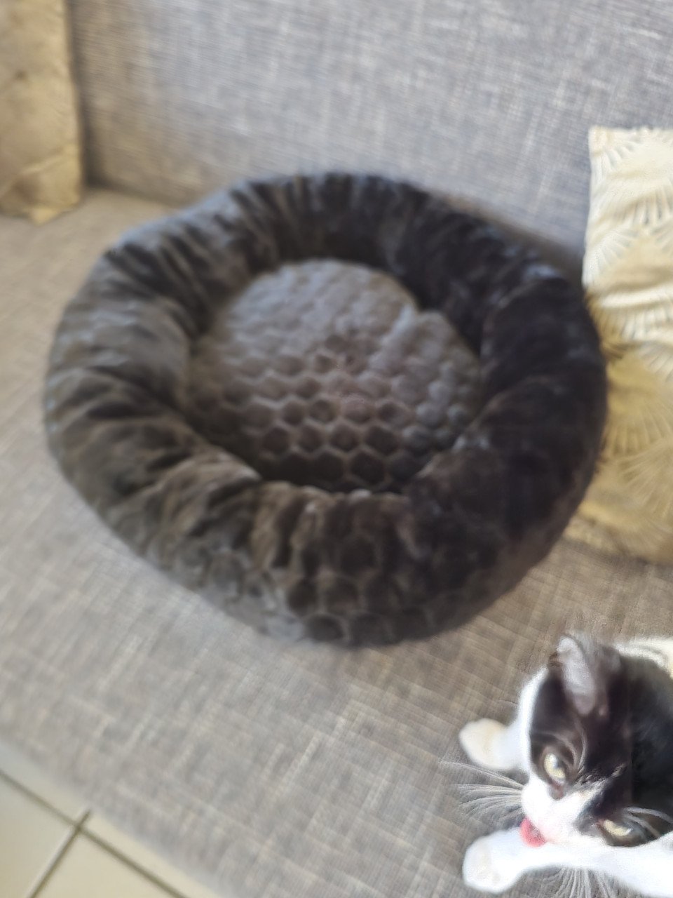Katertje met toebehoren