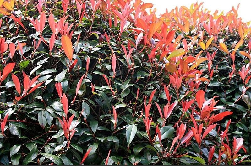 Photinia Fraseri - Red Robin haagplanten ca. 125-150 cm