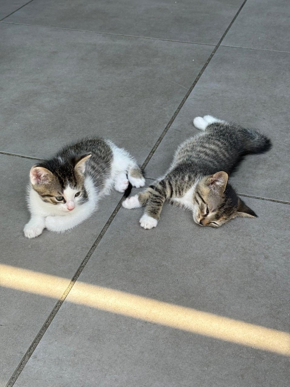 Kittens