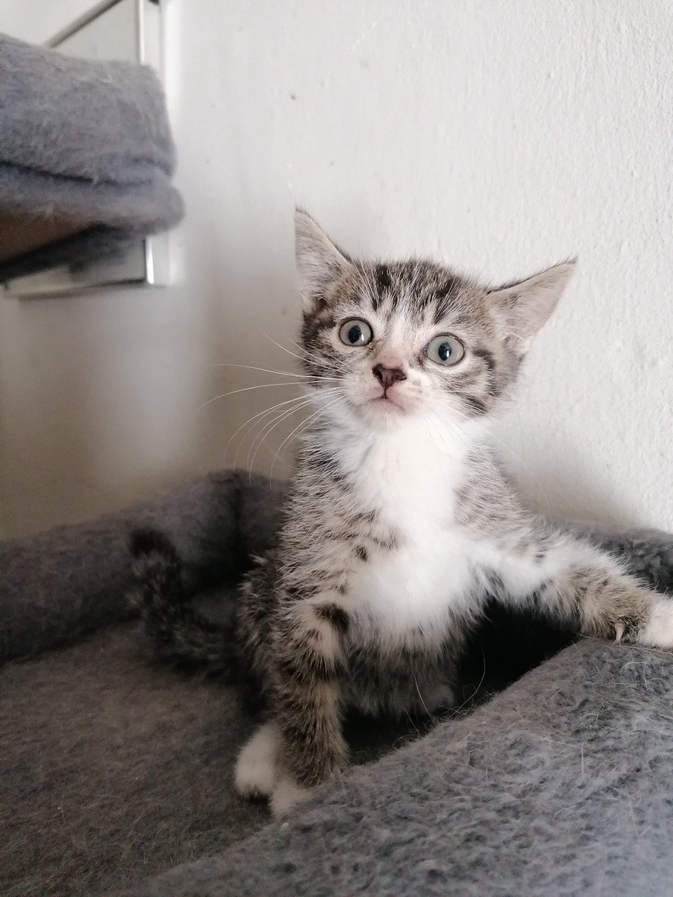 5 kittens