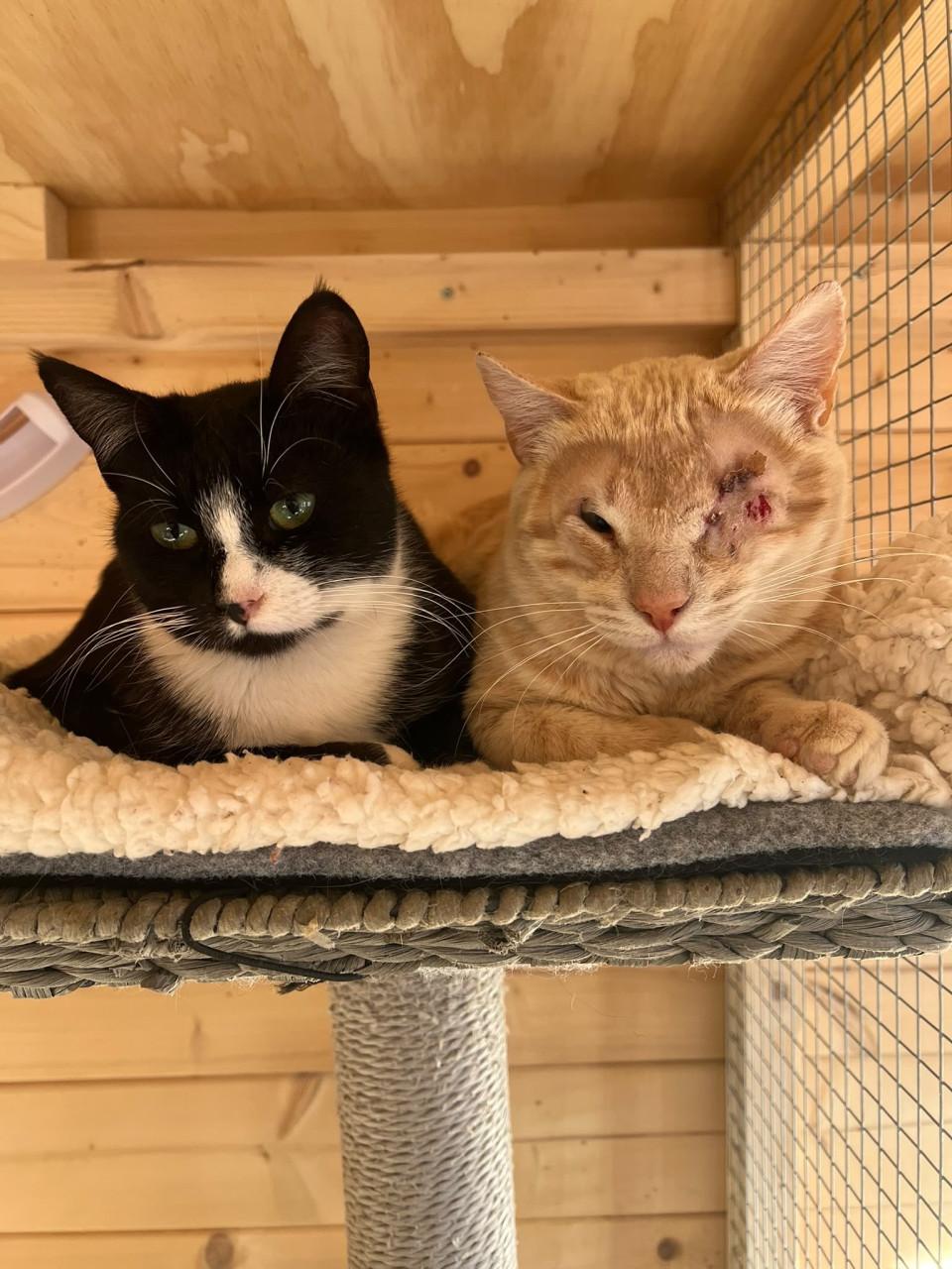 Deze 3 katten zoeken hun forever home!