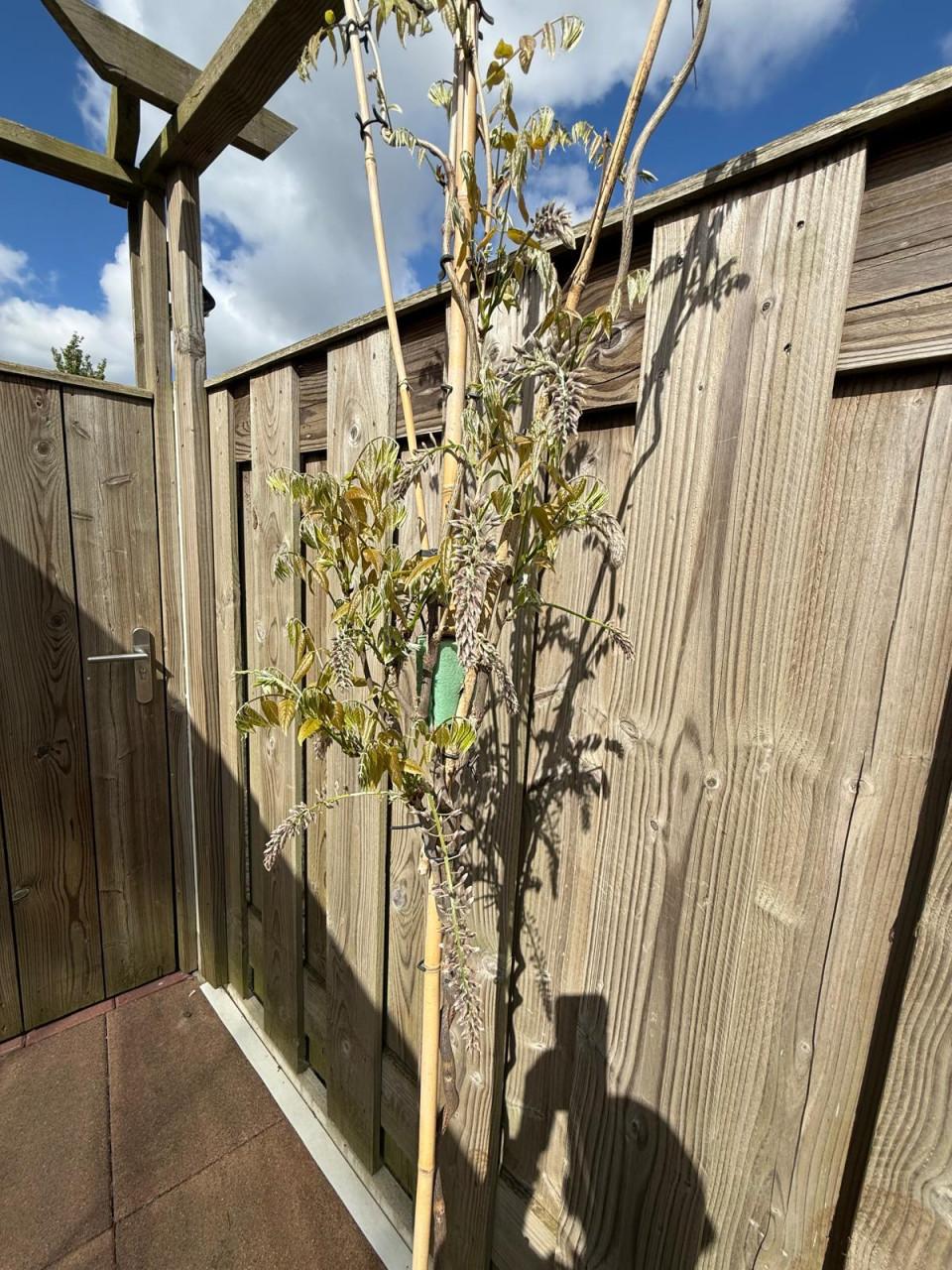 Wisteria sinensis ‘Rosea’ – ca. 2 meter hoog