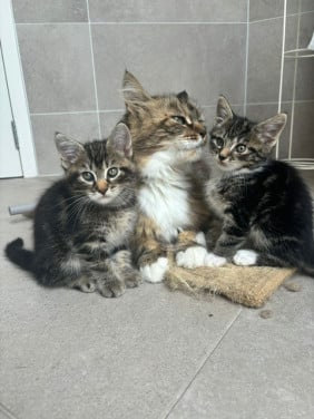 Main Coon kitten, kruising, te koop