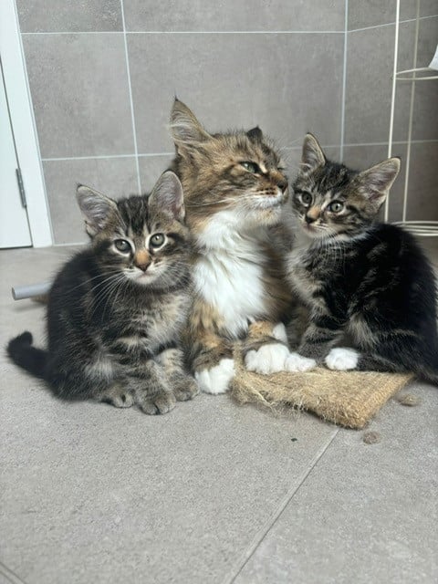 Main Coon kitten, kruising, te koop