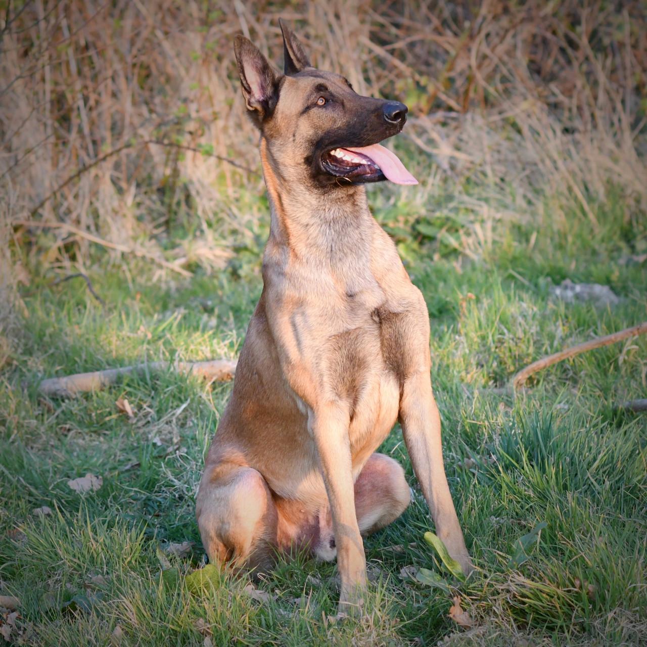 Aangeboden voor een superhuis: Prachtige Mechelse herder reu (4 jaar)