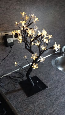 Bonsai boompje