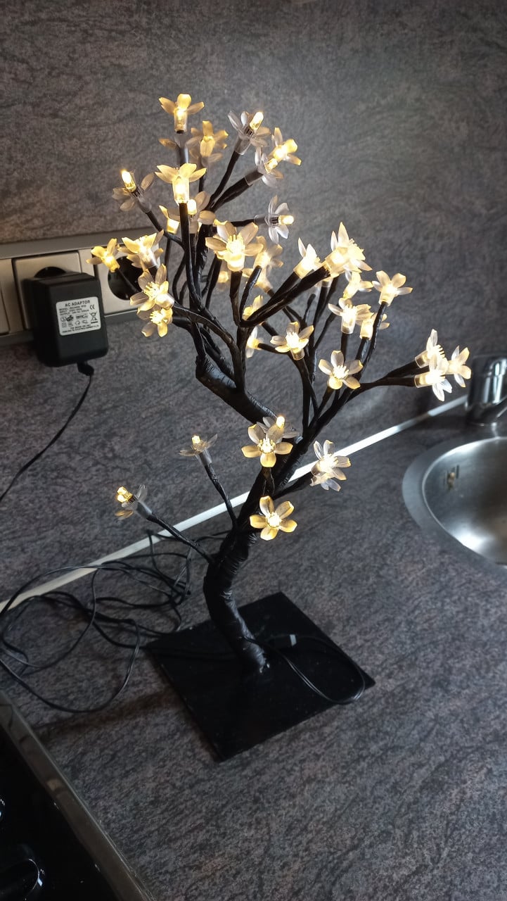 Bonsai boompje