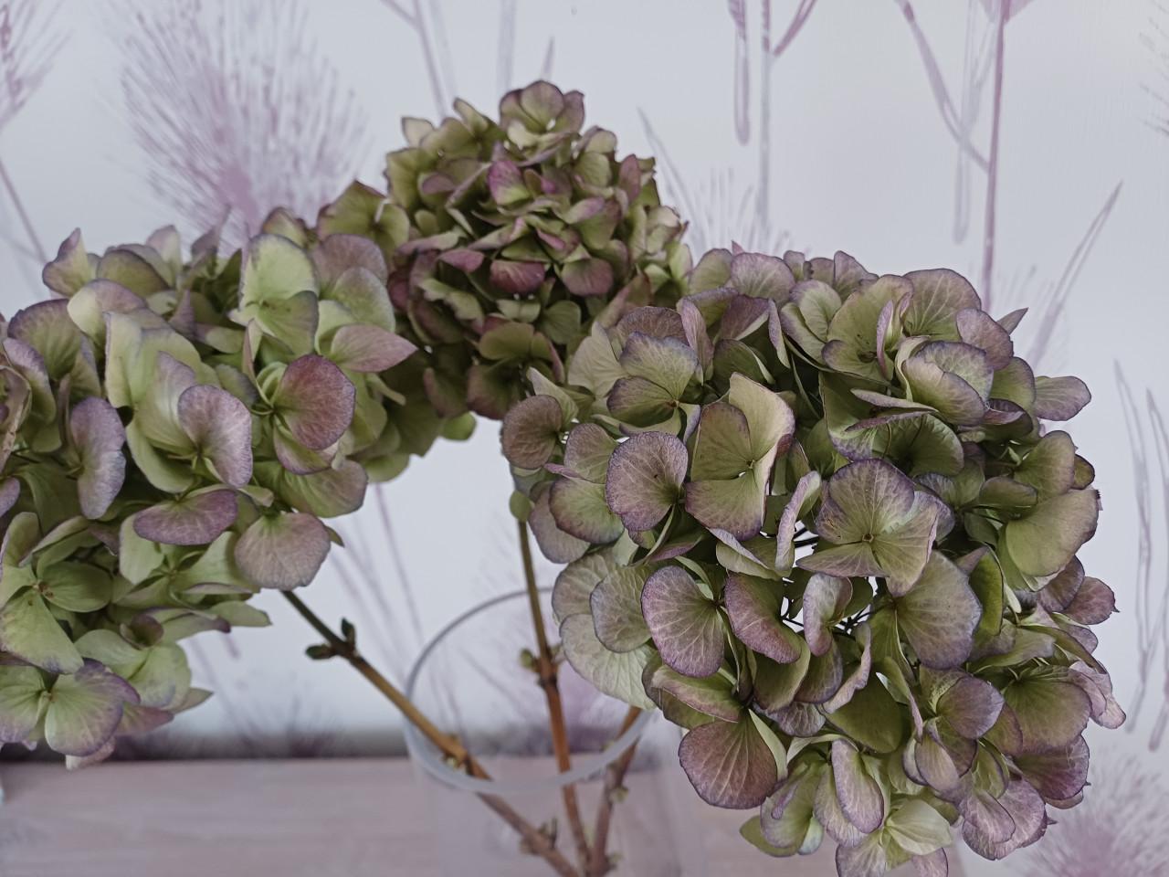 3 Hortensia gedroogd