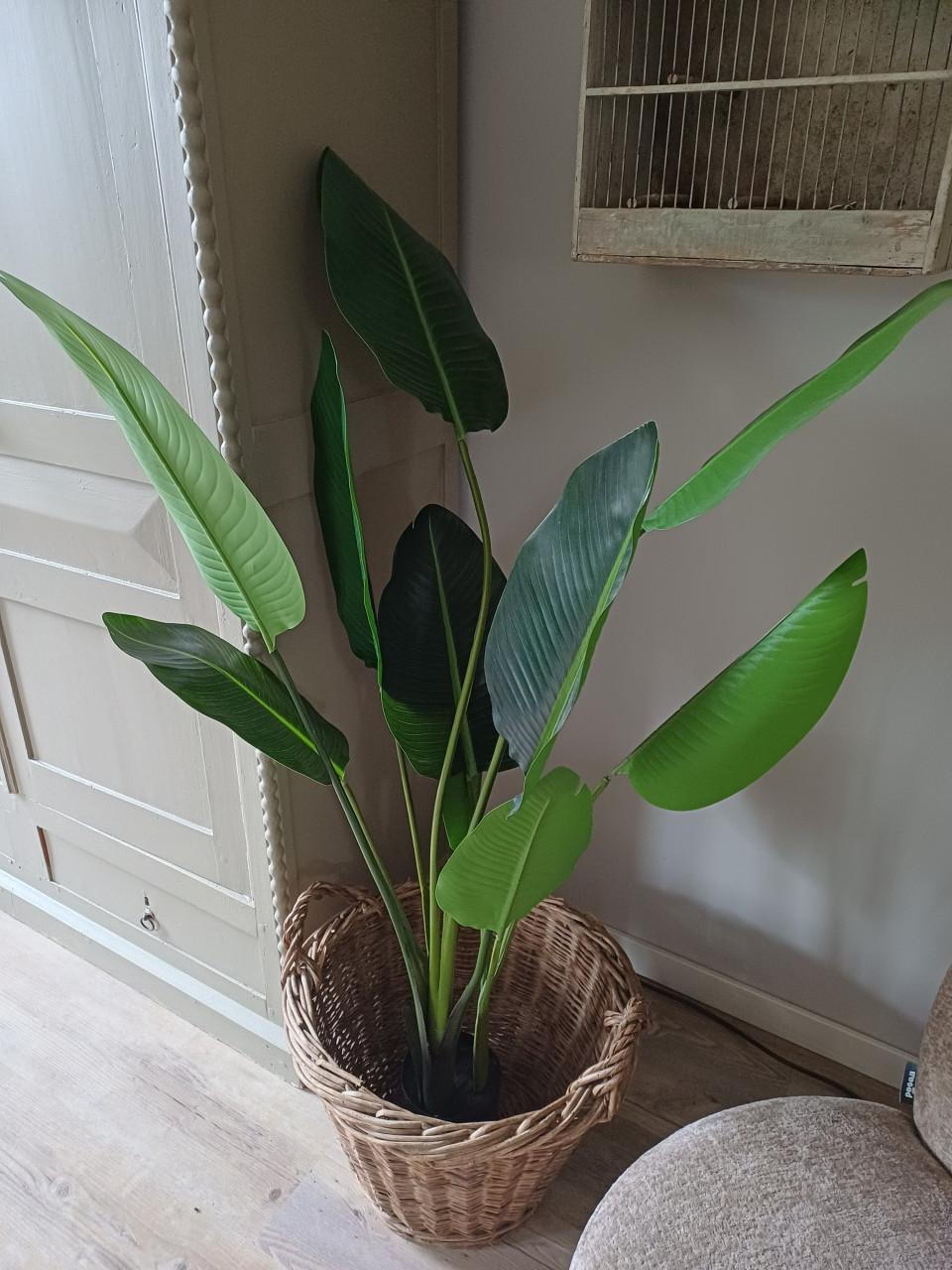 Kunst Strelitzia ongeveer 160 cm