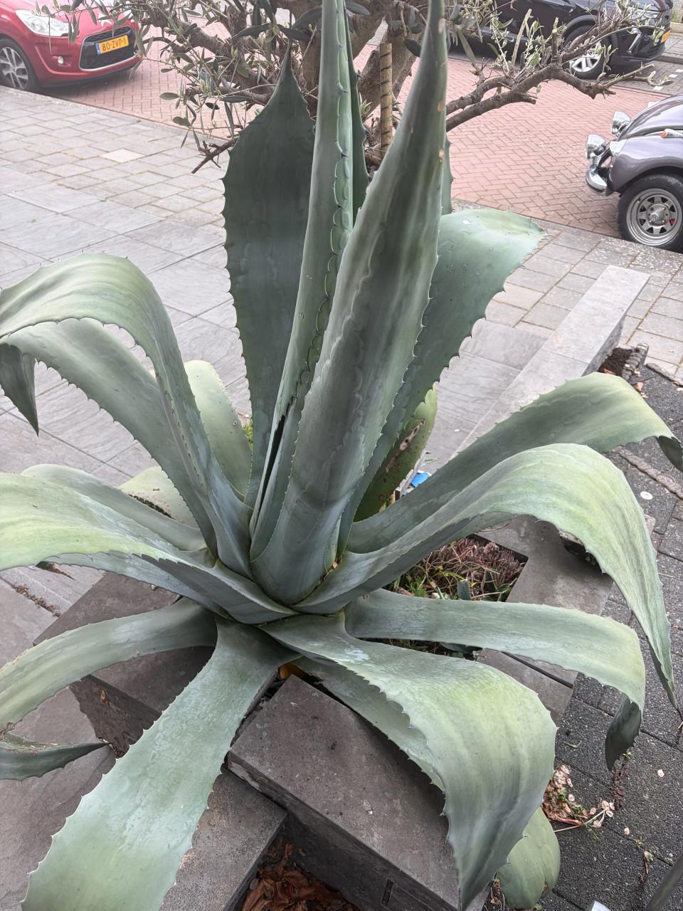 Grote Agave Americana