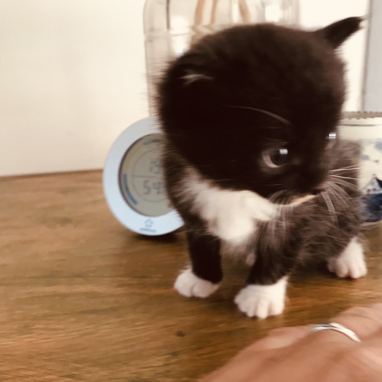 Kittens