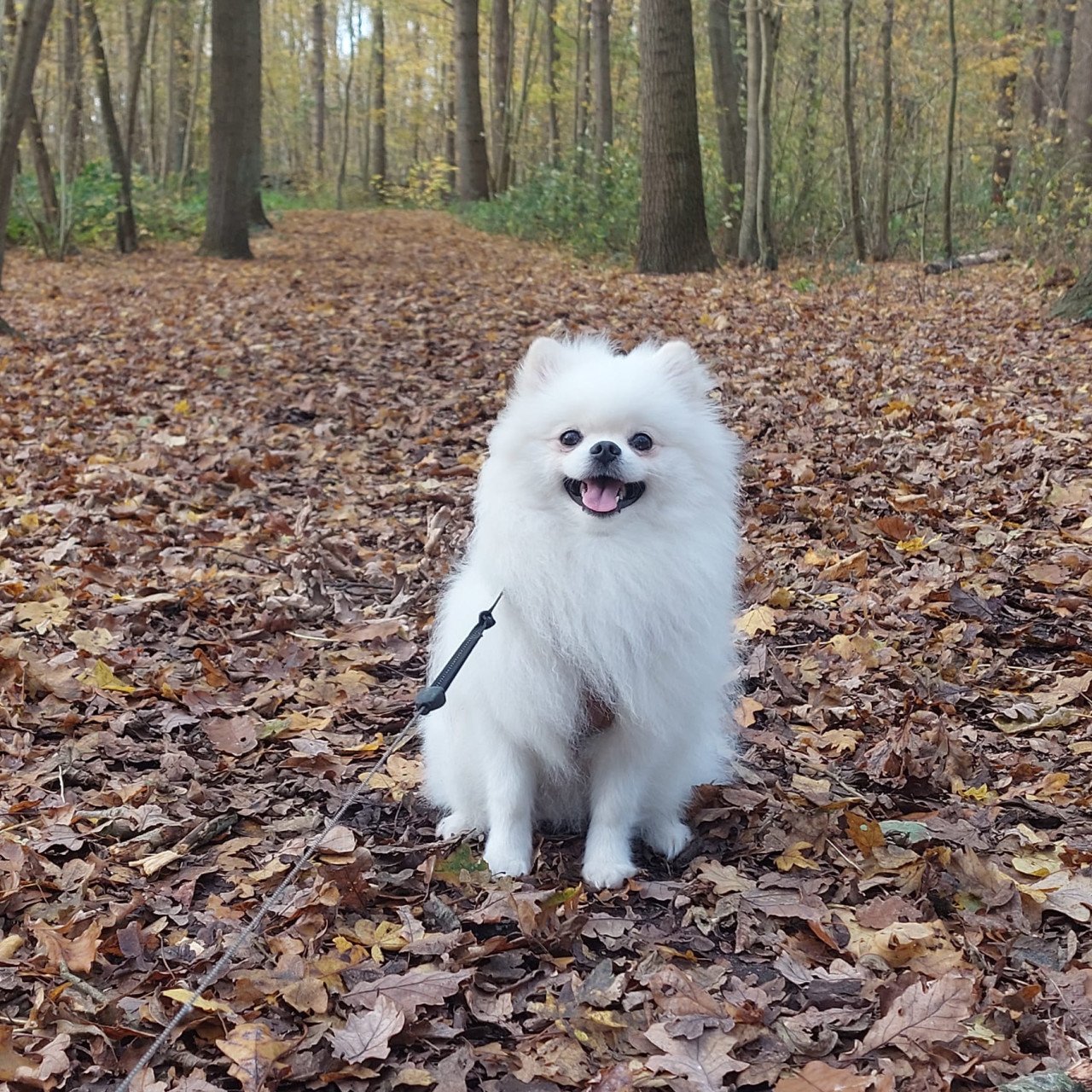 Lieve pomeriaan pups zoeken for ever home 🐾