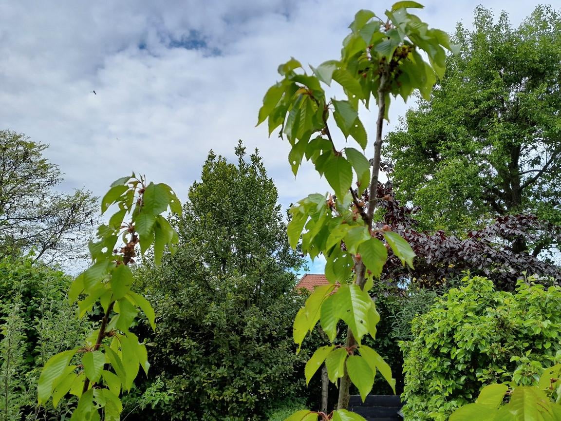 Kersenboompje