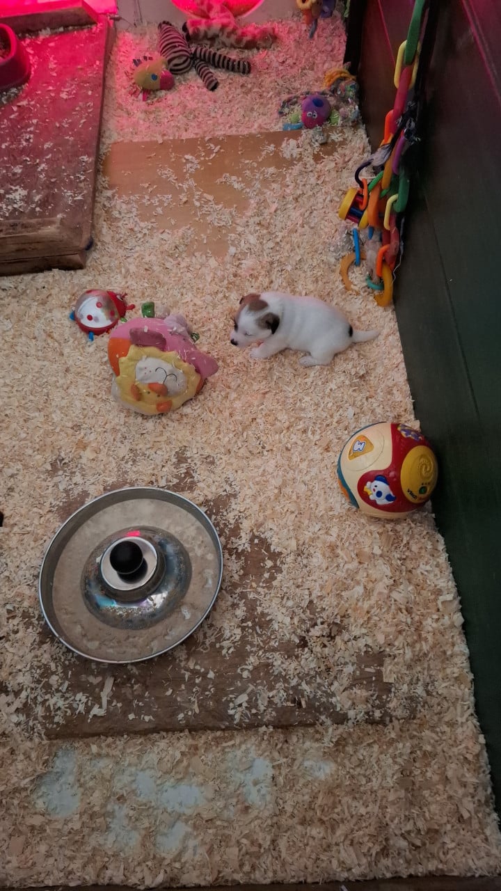 Aangeboden Jackrussell pup