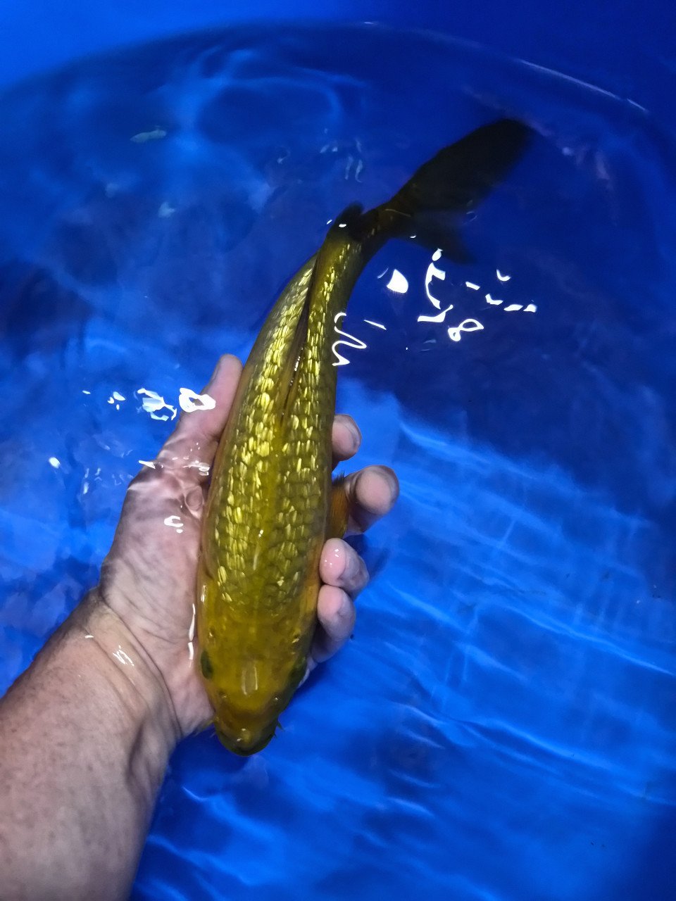 Diverse koi