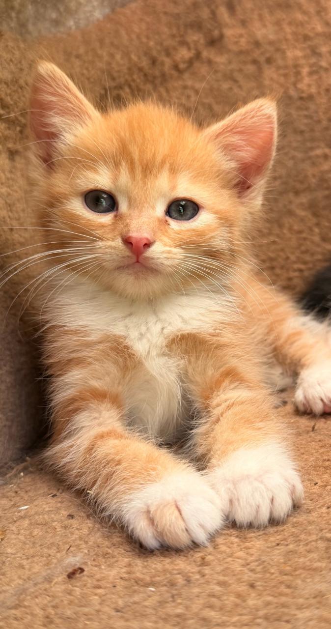 Prachtige kittens