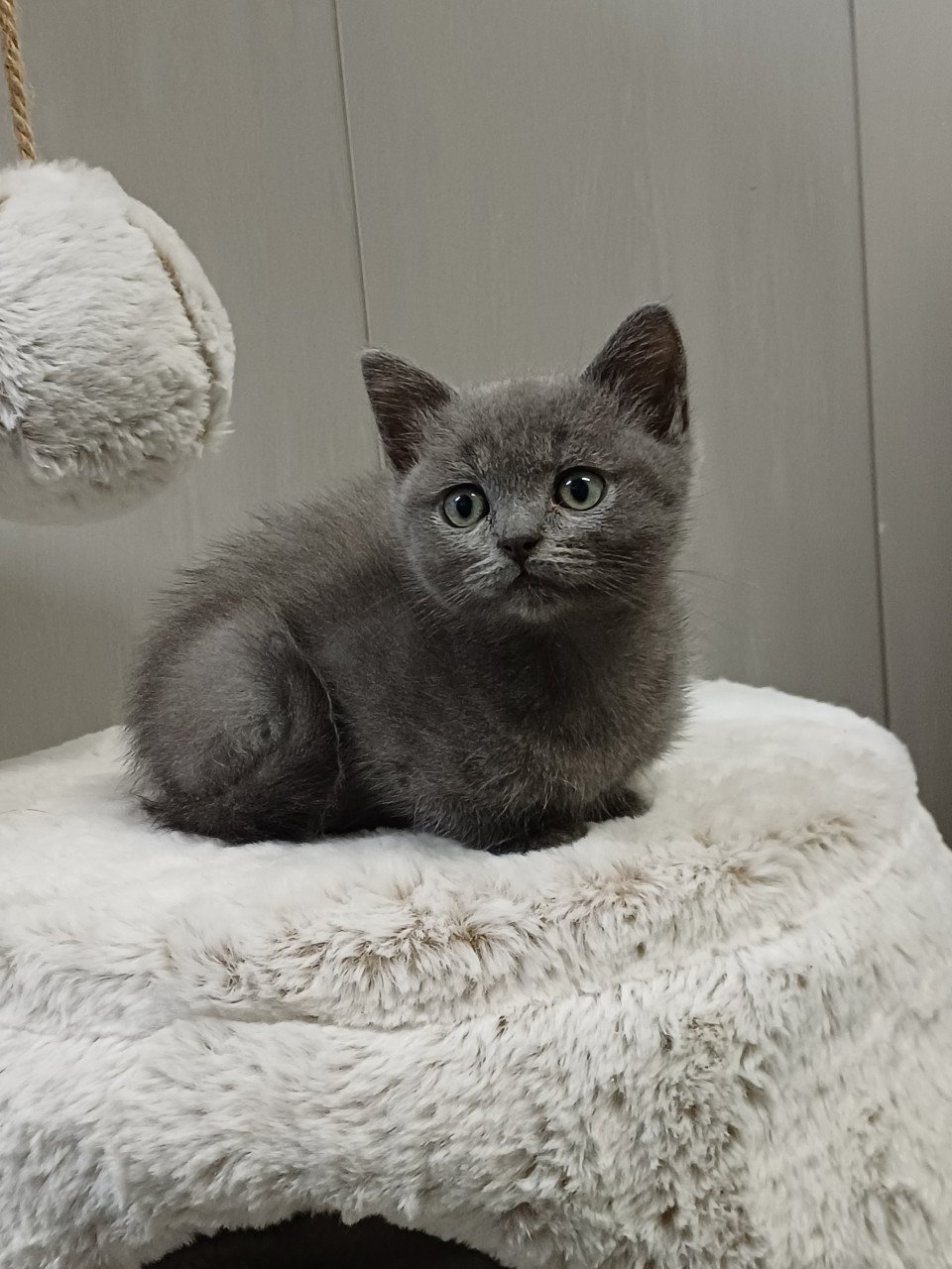 Leuke Brits Korthaar x Ragdoll kittens beschikbaar