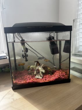 Vissen Aquarium