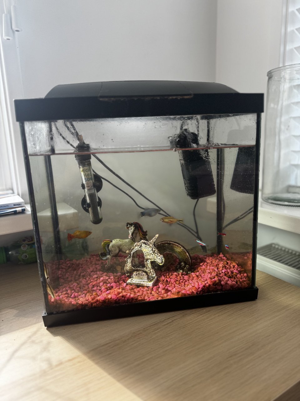 Vissen Aquarium
