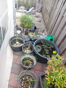 Vijverplanten